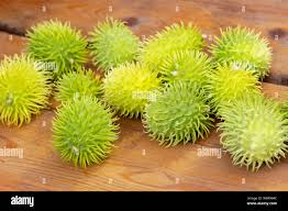 Image result for Cucumis anguria