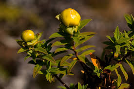 Image result for Hypericum revolutum