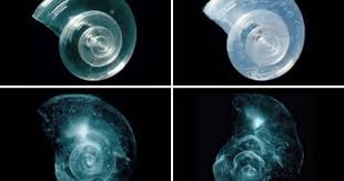 Climate Change Ocean Acidification Ocean Ocean Conservation