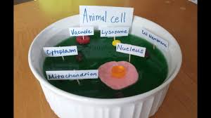 1944 x 2592 pixel type jpg download. Basics Of Animal Cell Biology Lovetoknow