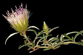 Image result for Dicoma arenaria