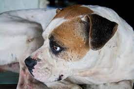 Boxer Lumps Bumps And Other Skin Problems And Solutions Boxer Dog Diaries