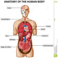 The heart is located between the right and left lungs in the middle of your chest. Image Internal Organs Human Body Koibana Info Anatomia Del Corpo Corpo Umano Anatomia