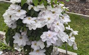 Look forward to a second display of single flowers in late summer. Zielono Zakreceni Powojnik Clematis Innocent Blush Pbr 1 1