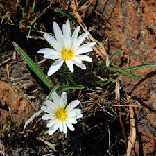 Image result for Gazania krebsiana