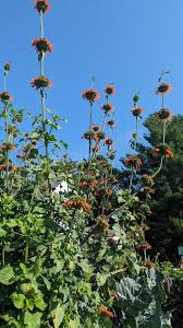Image result for Leonotis nepetifolia