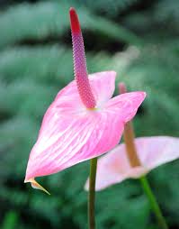 Anthurium plowmanii croat ciri khas: Anthurium Wikipedia Bahasa Indonesia Ensiklopedia Bebas