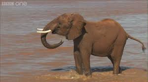 These gentle giants' pregnancies last for however, only about four per cent of women actually give birth on their edc. Elephant Guide Species Facts And Best Places To See In The Wild Discover Wildlife