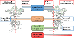 We did not find results for: Frontiers The Chemistry Of Plant Microbe Interactions In The Rhizosphere And The Potential For Metabolomics To Reveal Signaling Related To Defense Priming And Induced Systemic Resistance Plant Science