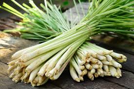 Table of contents how fast does lemongrass grow? How To Grow Lemongrass Stuff Co Nz