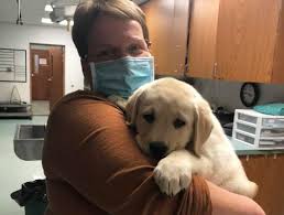 Maybe you would like to learn more about one of these? Wexford Emergency Vet Pet Emergency