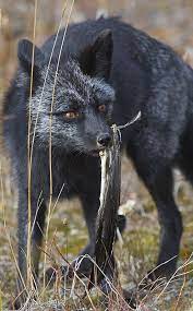 Black Fox 34 Animals Beautiful Rare Animals Melanistic Animals