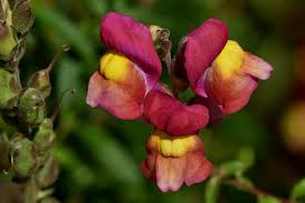 We did not find results for: How To Grow Snapdragon Flower Happy Diy Home
