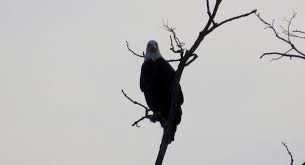 Black And White Spotted Bird Ohio Bald Eagle That I Spotted Along The Great Miami River In Miamisburg Ohio On August 28 2015 Bald Eagle Bird Photo Ohio Birds