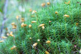 Image result for Entolasia