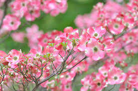 The dogwood tree is a majestic ornamental, well adapted to life in the united states. Dogwood Trees Top Tips For Planting And Maintaining