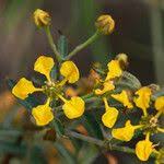 Image result for Janusia