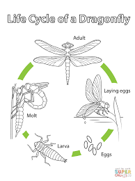 Life Cycle Of A Dragonfly Super Coloring Life Cycles Dragonfly Life Cycle Life Cycles Preschool