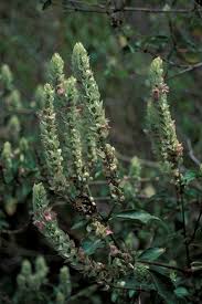 Image result for Justicia betonica