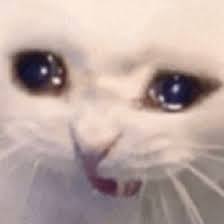 Maybe you would like to learn more about one of these? Meme Pfp For Discord Cat Novocom Top