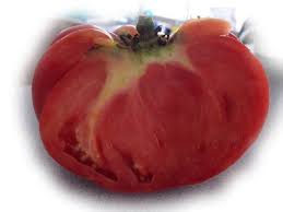To sell tomato in the local market, harvest after the fruit is reddish on the tree. Italian Tree Tomato Tomato Variety Revew Rate Self Sufficient Me
