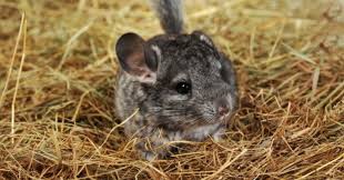 12 best low maintenance pets for kids · 1. 10 Low Maintenance Pets For Kids