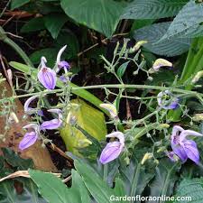 Image result for Brillantaisia owariensis