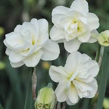 Narcissus Rose Of May Improved Daffodil Fleurs Daffodil Bulbs Flowers Narcissus Flower