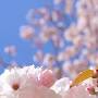 Cherry blossom from www.japan.travel