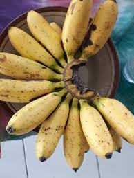 Pembayang pantun ini sangat berkait rapat dengan maksudnya. Pisang Emas