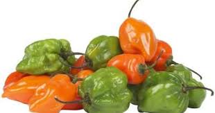 Aji Dulce Peppers Capsicum Chinense Hail From Puerto Rico Where They Are An Important Part Of Loca Stuffed Peppers Stuffed Hot Peppers Stuffed Sweet Peppers