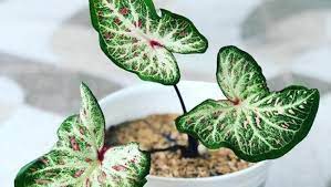 Manfaat bunga ini luar biasa caladiums • the caladium festival 5 bunga aglonema terbaik di indonesia_aglonema tanaman hias cintia flower 4 tanaman hias ini beracun? 11 Tanaman Hias Keladi Cantik Dikoleksi Sudah Punya