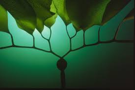 Image result for Eulophia obscura