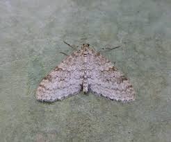 Image result for Trichopteryx