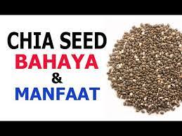 Chia seeds are a powerhouse superfood with many nutritional perks, from calcium for bone strength to fibre for optimal digestion. Chia Seed Bahaya Dan Manfatnya Youtube