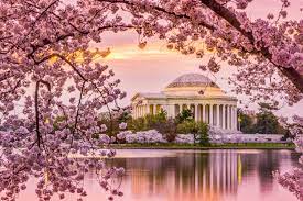 The national cherry blossom festival in washington dc will be held march 20th to april 11th, 2021. History Of Cherry Blossom Season In Washington Dc Visit Montgomery
