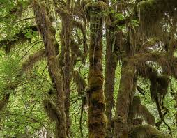 Check spelling or type a new query. The Beauty Of Connection Lessons From A Temperate Rainforest Rainforest Alliance