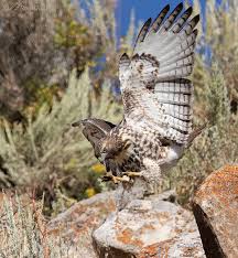 Find the perfect red tailed hawk stock photos and editorial news pictures from getty images. Juvenile Red Tailed Hawk Mystery Behavior Feathered Photography