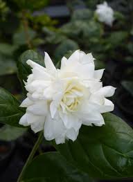 Image result for Jasminum sambac