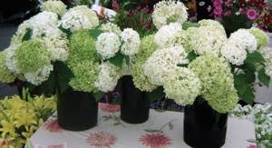 We did not find results for: Hydrangeas That Work