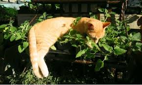 Catnip is not the sole reserve of felines. 3 Healing Ways To Use Catnip Tea