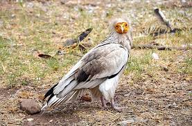 Tour egypt aims to offer the ultimate egyptian adventure and intimate knowledge about the country. Egyptian Vulture Wikiwand