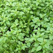 Image result for Ocimum basilicum