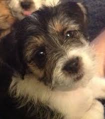Shih Tzu Terrier Mix Black And Brown Black Jack Russell X Shih Tzu Female Puppy 10 Weeks Old And Ready To Go To A New Shih Tzu Yorkie Shih Tzu Mix Dog Friends
