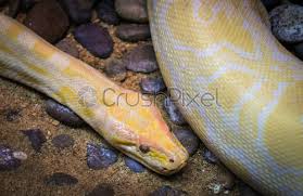 Download yellow burmese python stock photos. Golden Python Yellow Snake Lying On Ground Albino Burmese Python Stock Photo Crushpixel