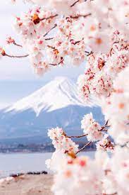 Mount Fuji And Lake Kawaguchiko In Japan In 2021 Cherry Blossom Japan Tokyo Cherry Japan Sakura