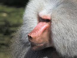 De orde van de primaten is ontstaan uit voorouders die leefden in de bomen van tropische bossen. Primaten Und Wo Man Sie Sehen Kann Animals Around The Globe