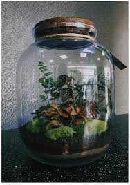 Las W Szkle Zamkniety Ekosystem W Szklanej Przestrzeni Zaadoptuj Las Terrarium Horticulture Ikebana