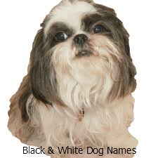 2 boy dog names that start with c. Girl Dog Names Beginning With C Cute Clever Comical