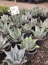 Image result for Agave americana